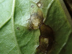 Septoria