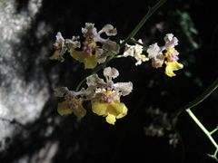 Trichocentrum andreanum