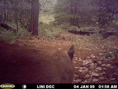 Puma concolor couguar