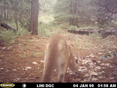 Puma concolor couguar