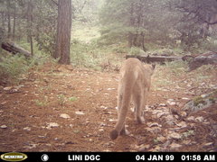Puma concolor couguar