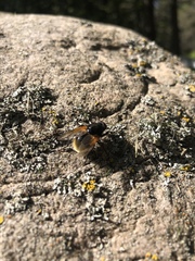 Mesembrina decipiens