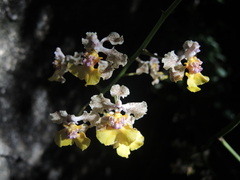Trichocentrum andreanum