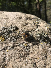 Mesembrina decipiens