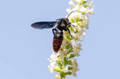 Scolia dubia haematodes