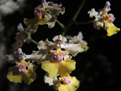 Trichocentrum andreanum