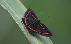 Amarynthis meneria