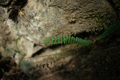 Asplenium resiliens image