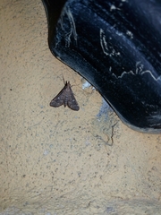 Dolicharthria punctalis