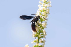 Scolia dubia haematodes