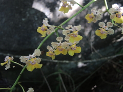 Trichocentrum andreanum