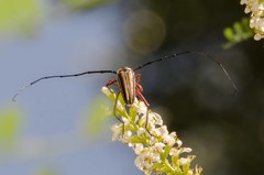 Sphaenothecus bilineatus