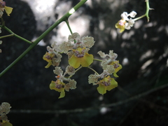 Trichocentrum andreanum