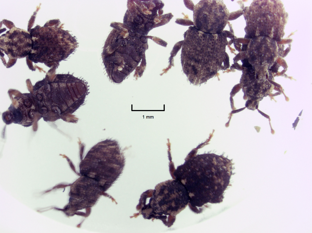 Mandalotus irritus