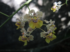 Trichocentrum andreanum