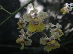 Trichocentrum andreanum