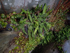 Blechnum blechnoides