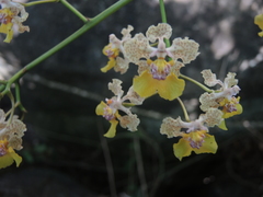 Trichocentrum andreanum