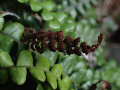 Blechnum blechnoides