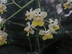 Trichocentrum andreanum