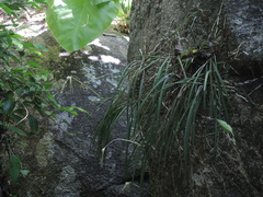 Brassavola cucullata