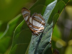 Metamorpha elissa
