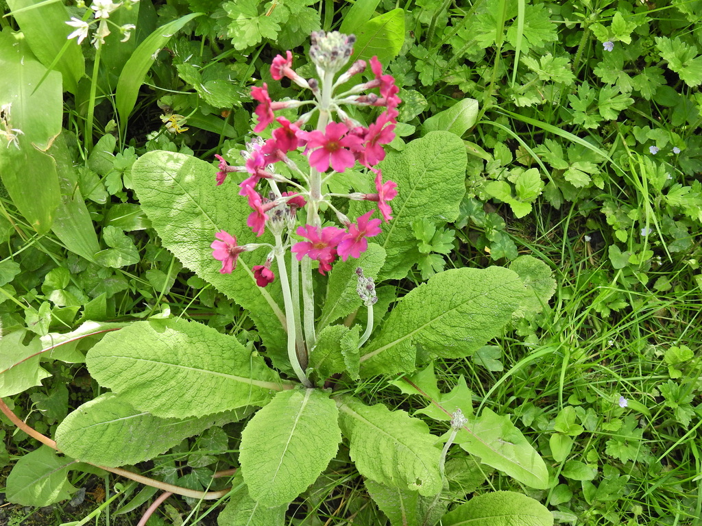 Primula pulverulenta; photograph (c) Susan Marley, some rights reserved (CC BY)
