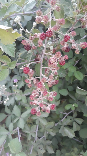 Holy Bramble