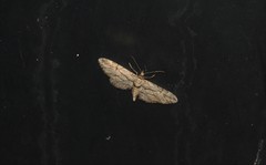 Eupithecia phoeniceata