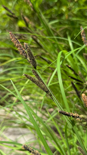 Cache Meadow Trail #702