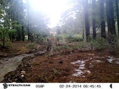 Puma concolor couguar