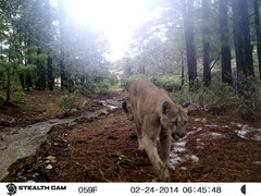 Puma concolor couguar