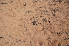 Equus zebra hartmannae