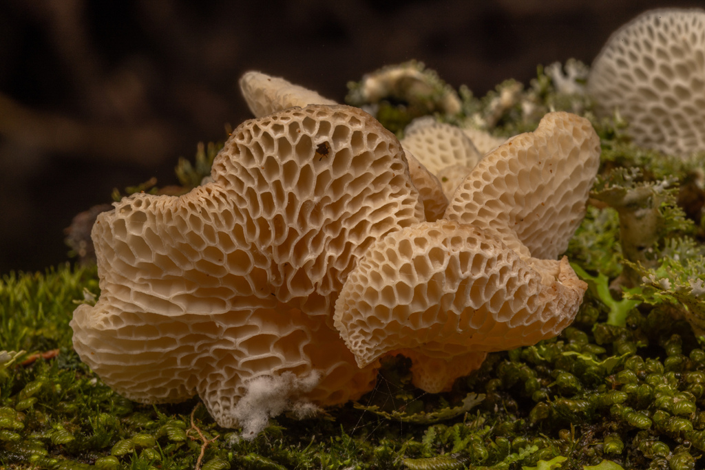 Favolaschia pustulosa
