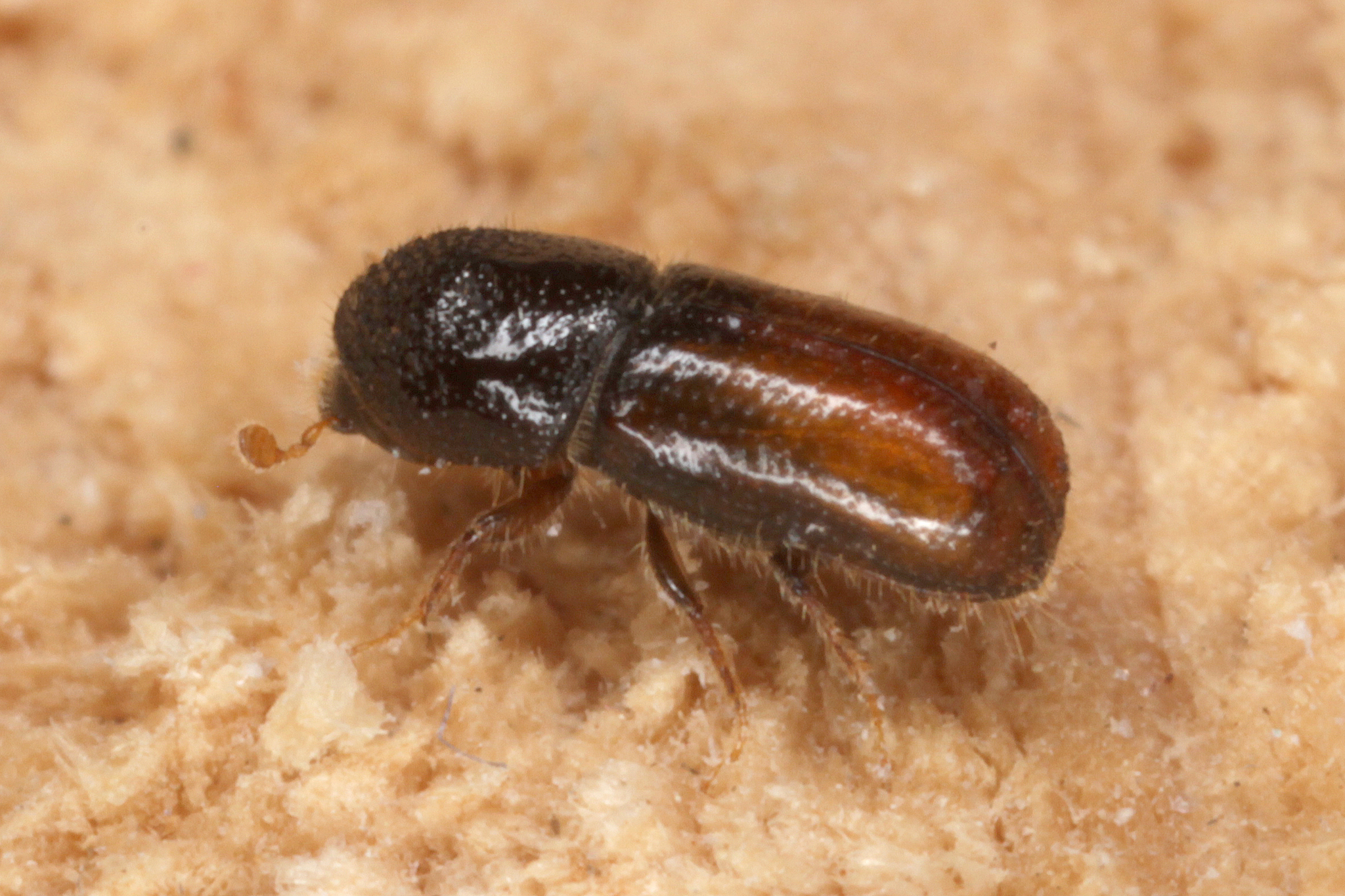 Pityogenes chalcographus