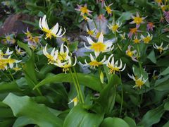 Erythronium pusaterii