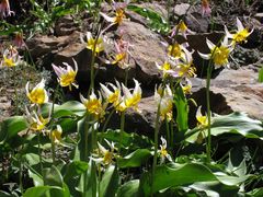 Erythronium pusaterii