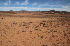 Equus zebra hartmannae