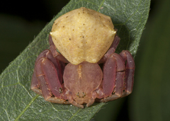 Epicadus taczanowskii