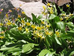 Erythronium pusaterii