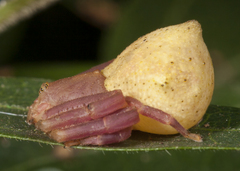 Epicadus taczanowskii