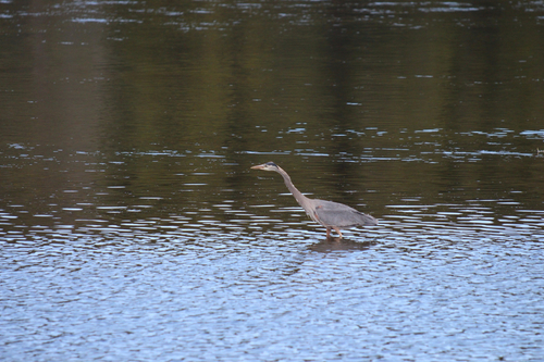 Great Blue Heron photographed in Wyoming