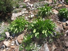 Erythronium pusaterii