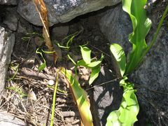 Erythronium pusaterii
