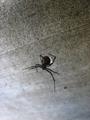 Latrodectus hesperus