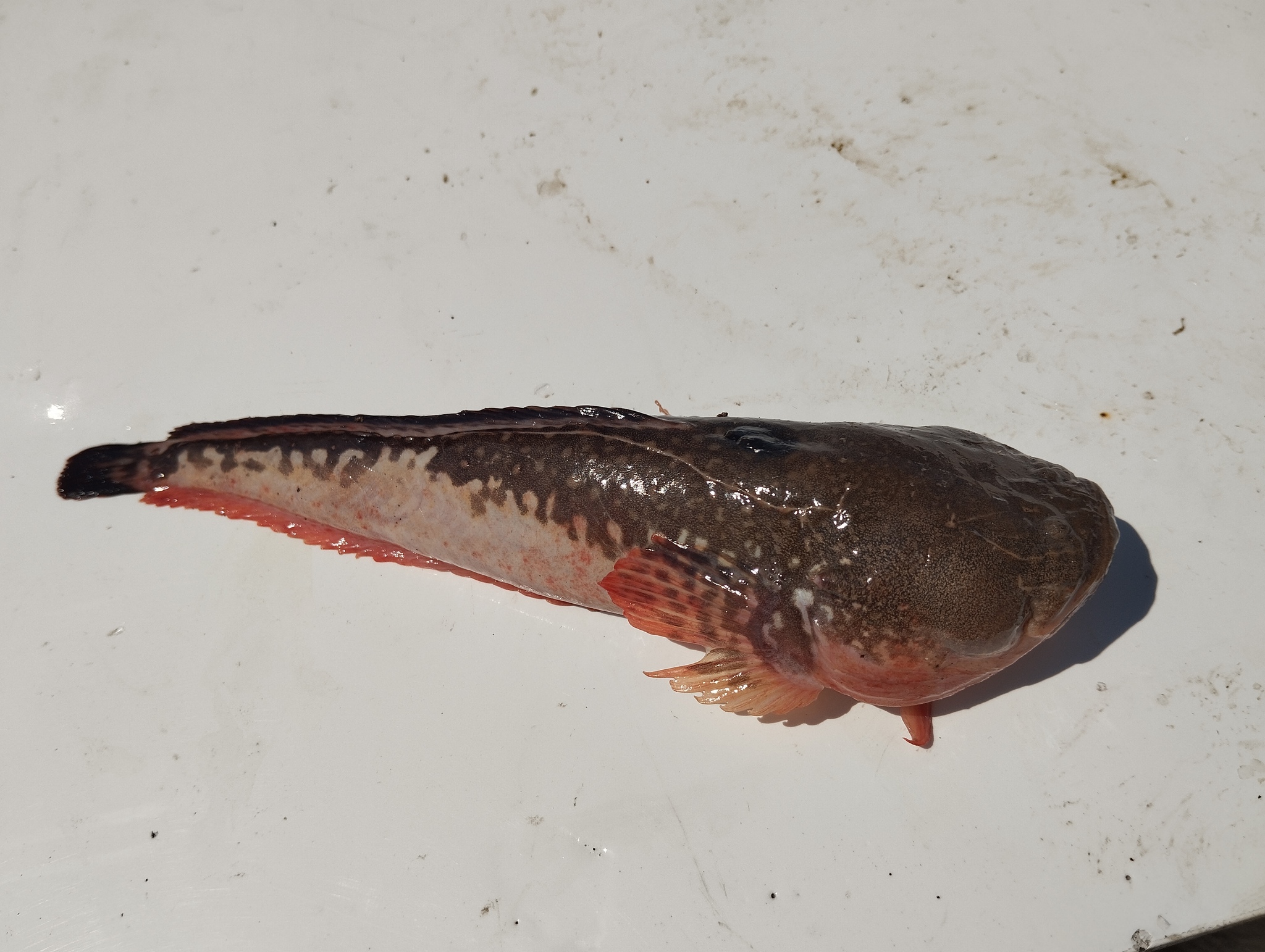 Dow's Toadfish photo 3