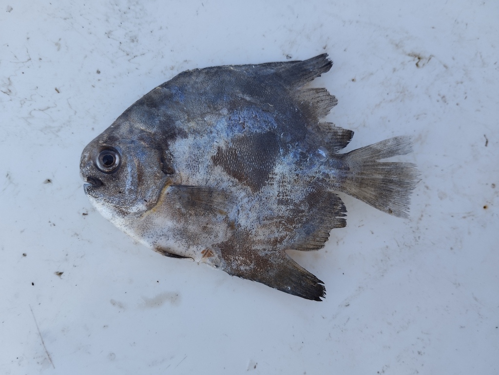 Panama spadefish (Parapsettus panamensis) — Ephippidae