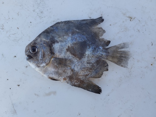 Panama spadefish (Parapsettus panamensis) — Ephippidae