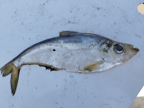 Hatchet herring (Ilisha fuerthii) — Pristigasteridae
