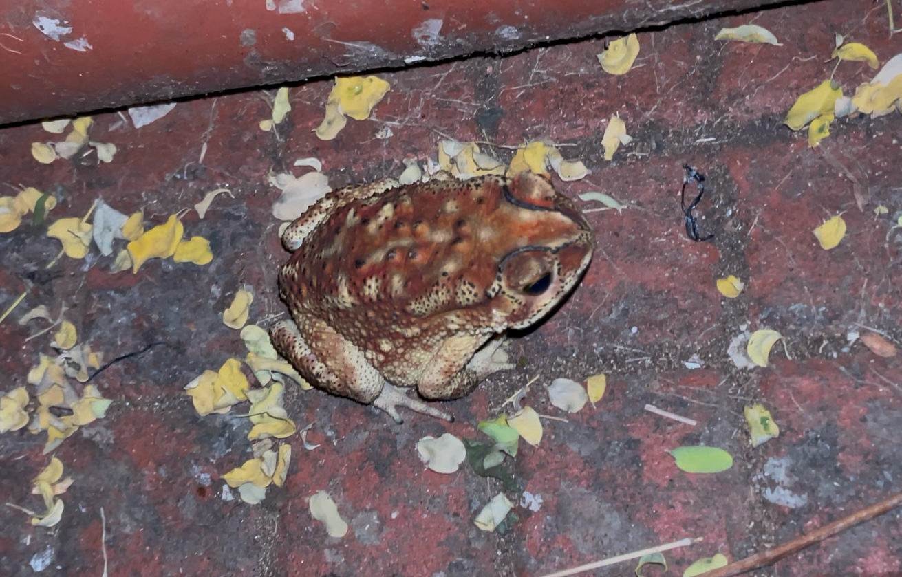 Indian Common True Toad